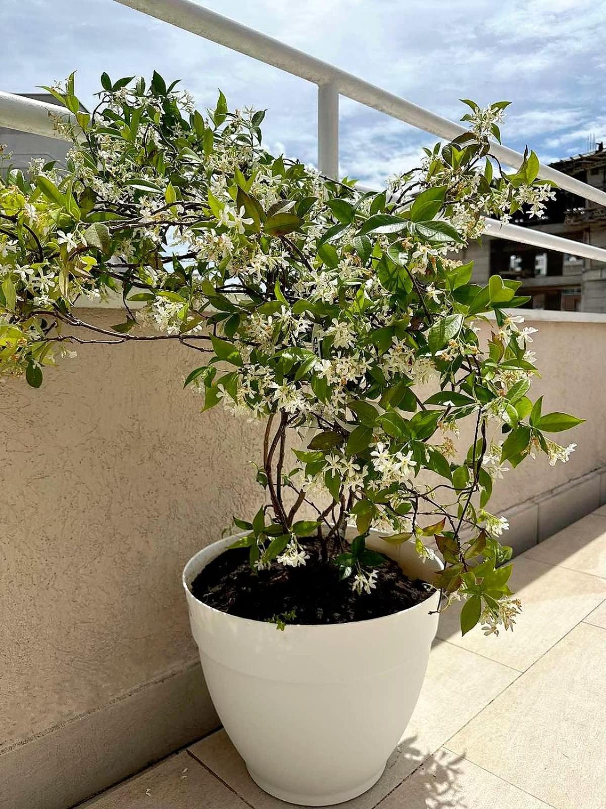 Apartmani Simona 布德瓦 外观 照片